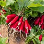 Potagères - Radis Fluo HF1 - Graines d'Exception - face recto